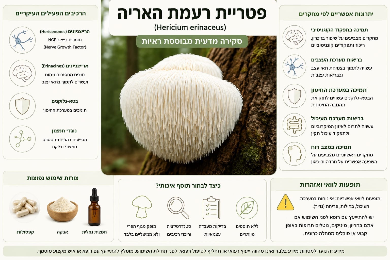 פטריית רעמת האריה: סגולות ויתרונות - מה המחקר באמת מראה? המדריך המלא לשנת 2026