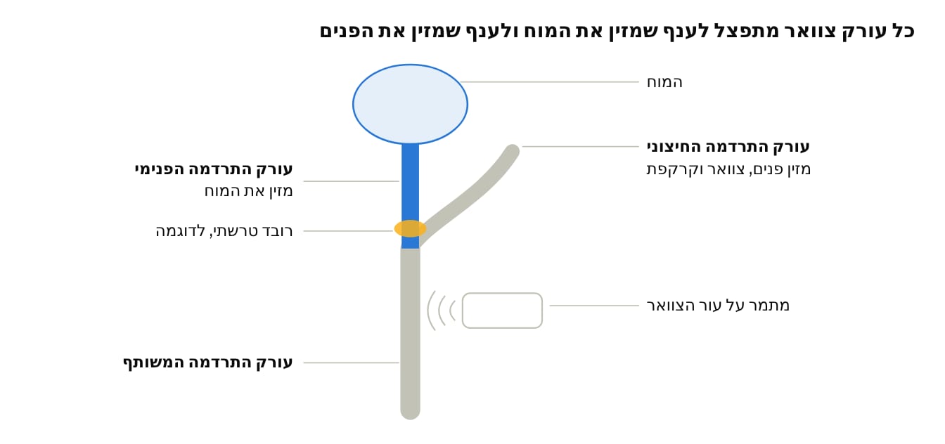 איור 2. תרשים סכמטי של עורק צוואר אחד. איור מקורי, לא בקנה מידה. ההסבר על הענפים לפי Cambridge University Hospitals.