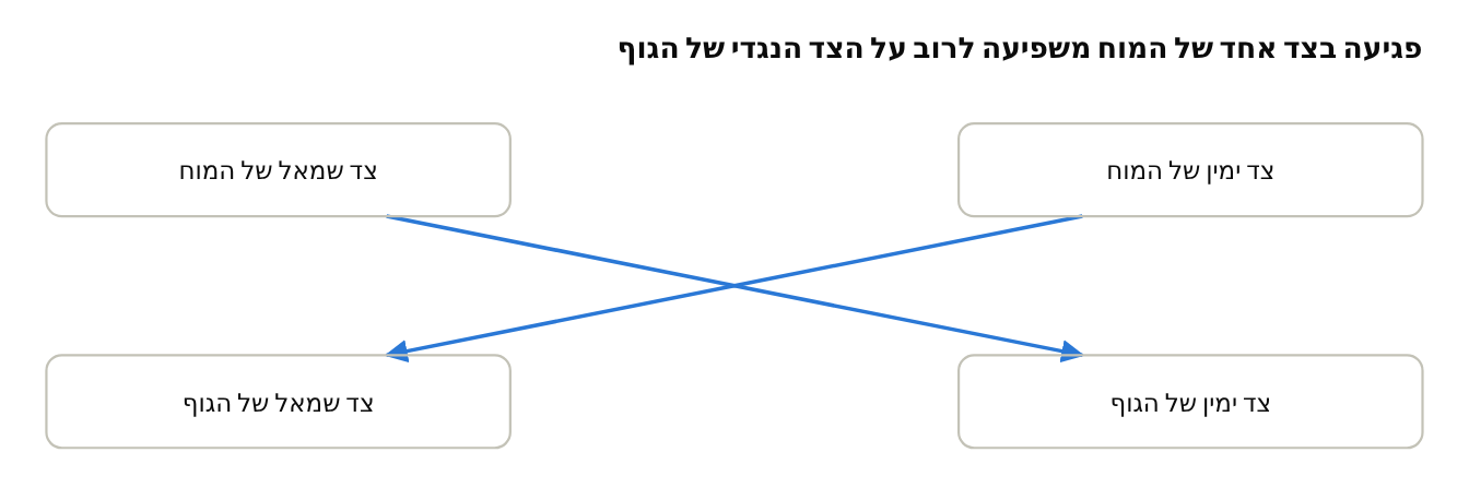 ההיפוך בין צדדי המוח לצדדי הגוף